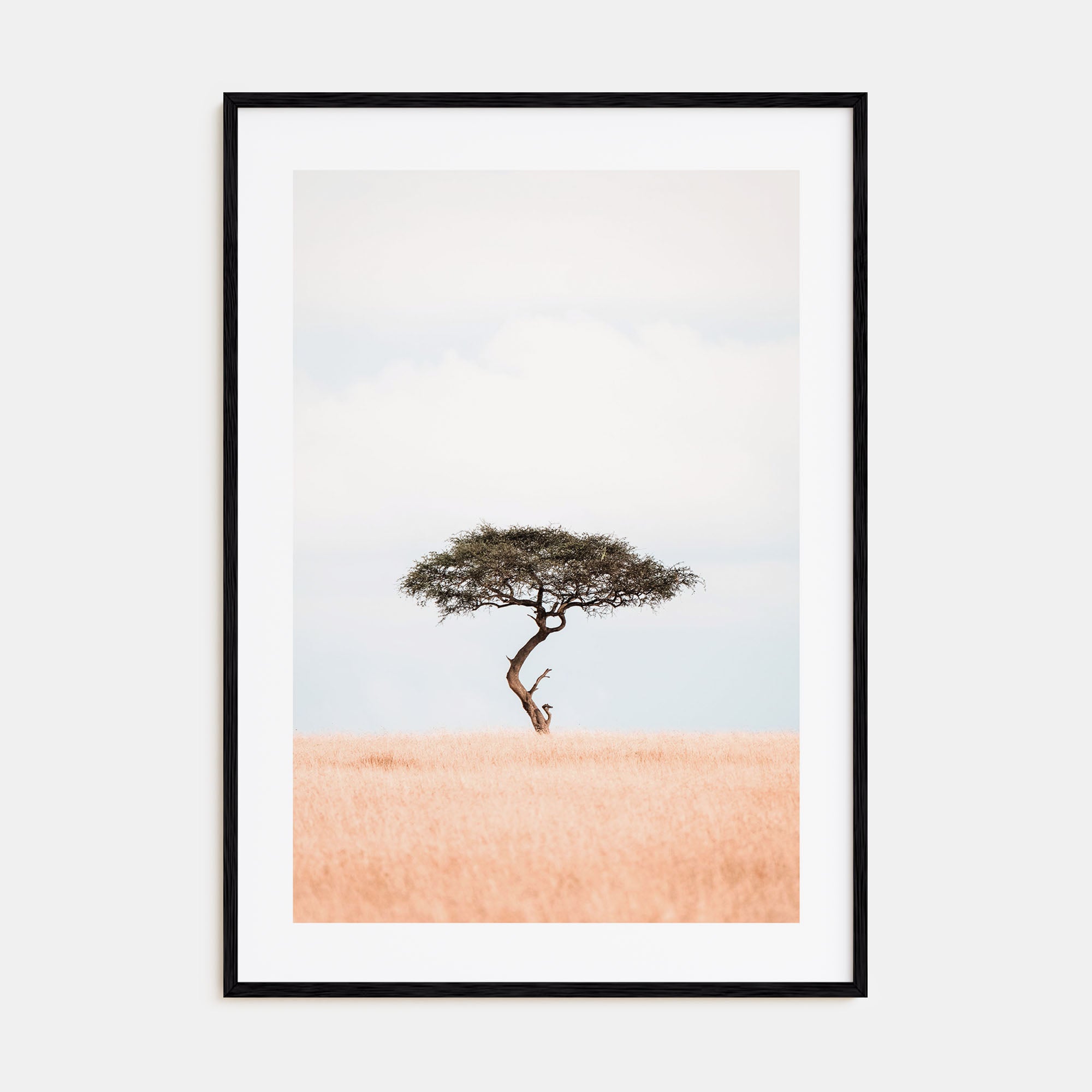 Acacia Tree Photo Color No 1 Poster
