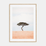 Acacia Tree Photo Color No 1 Poster