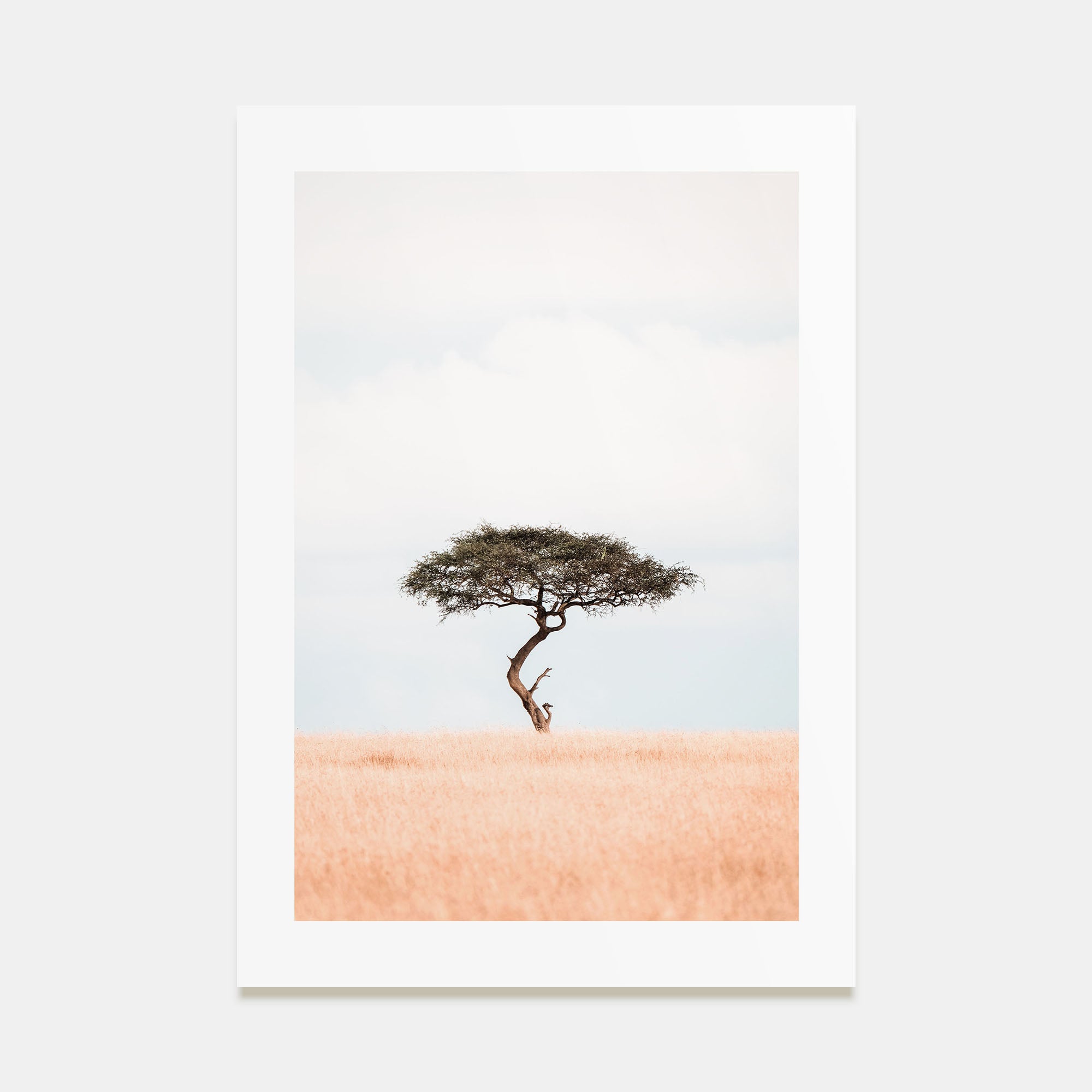Acacia Tree Photo Color No 1 Poster