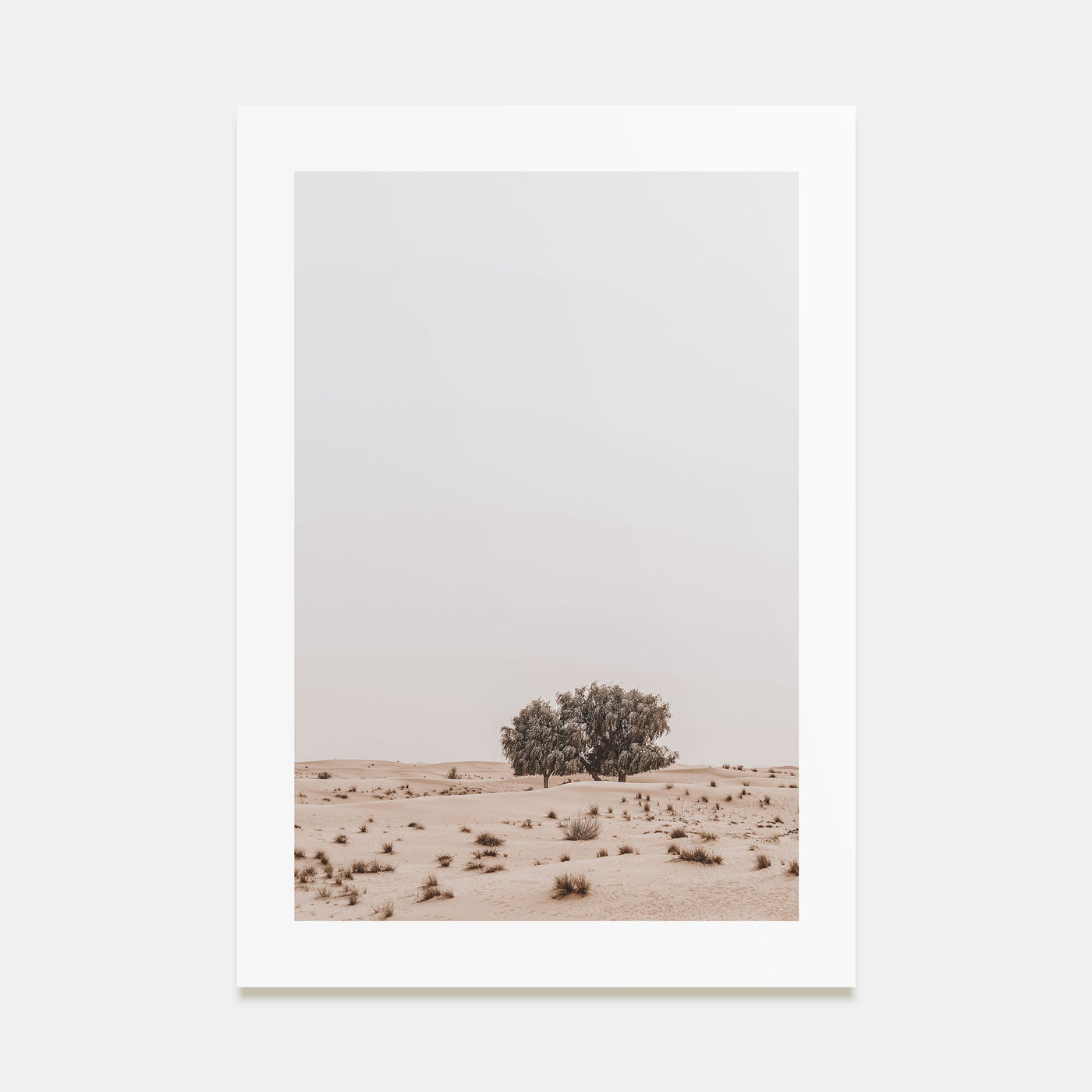 Acacia Tree Photo Color No 2 Poster