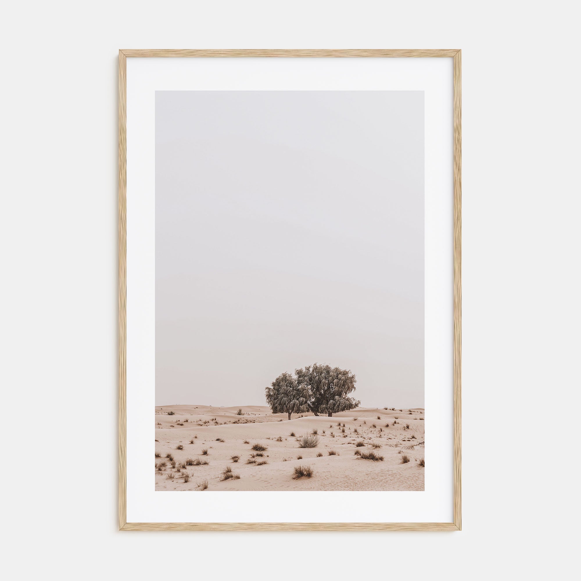 Acacia Tree Photo Color No 2 Poster
