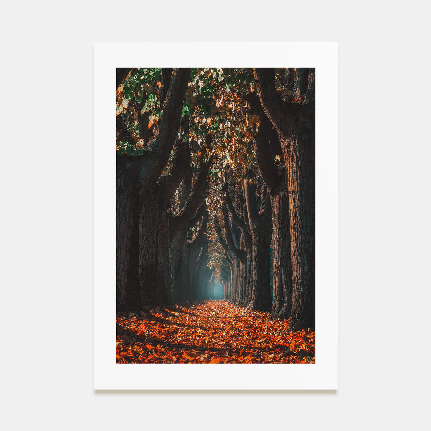 Autumn Morning Walk Photo Color Poster