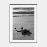 Baby Turtle Photo B&W Poster