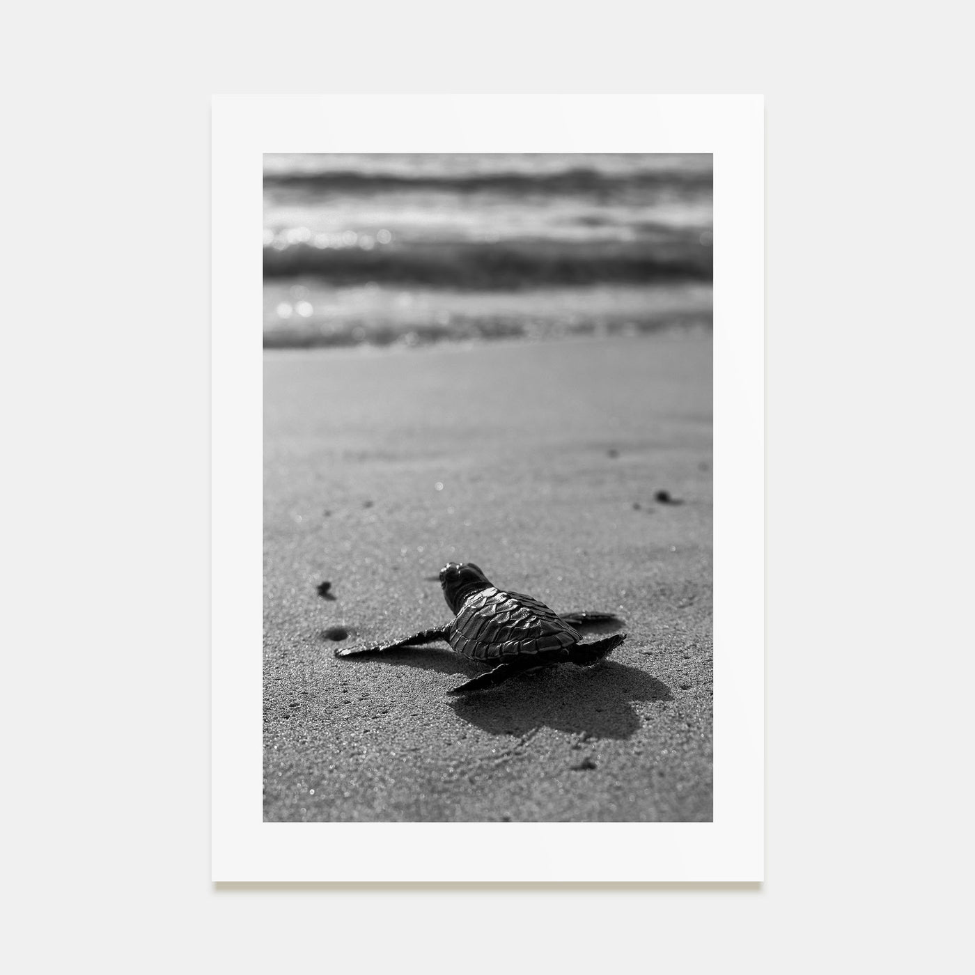 Baby Turtle Photo B&W Poster