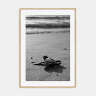 Baby Turtle Photo B&W Poster