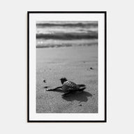 Baby Turtle Photo B&W Poster