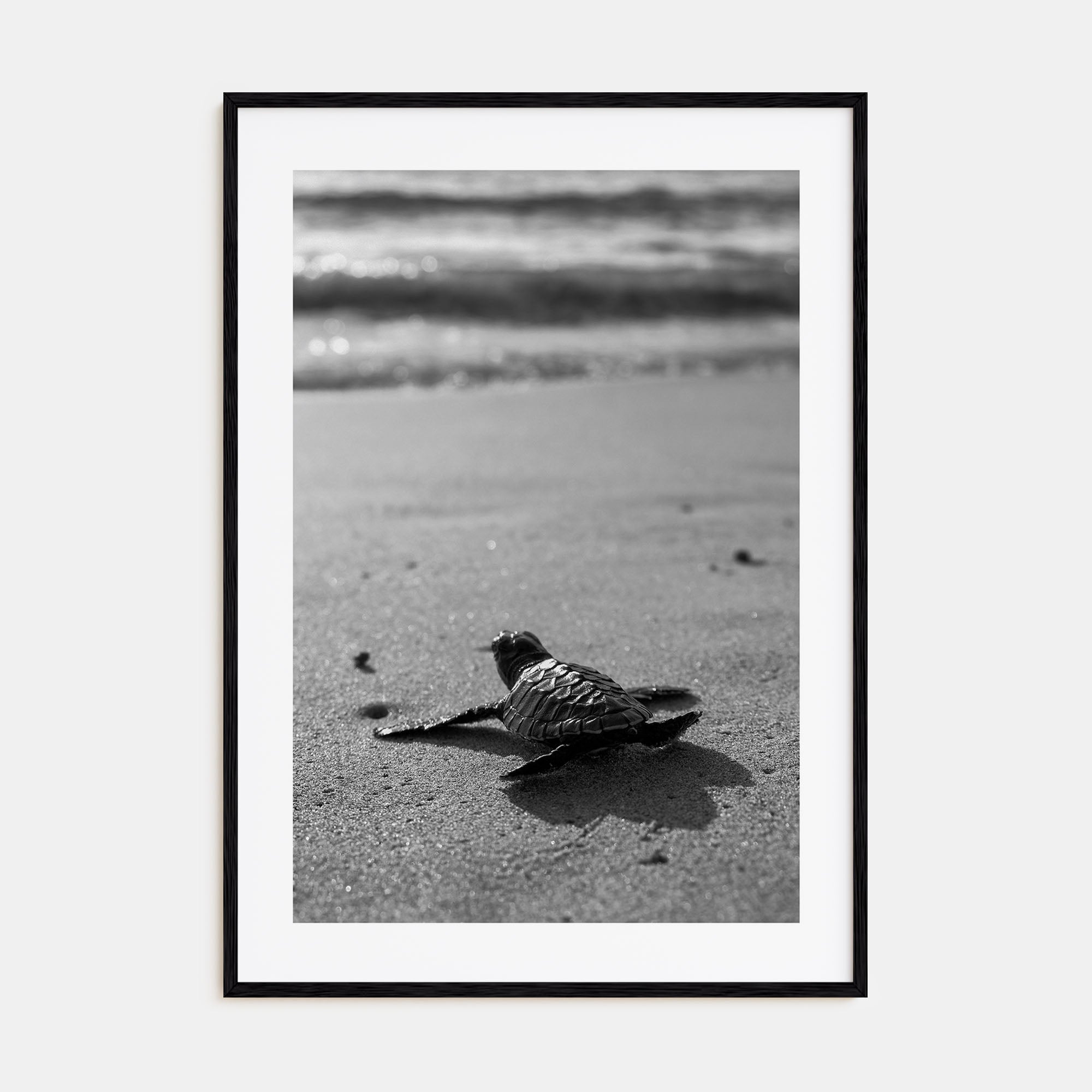 Baby Turtle Photo B&W Poster