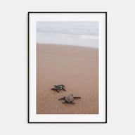 Baby Turtles Photo Color No 1 Poster