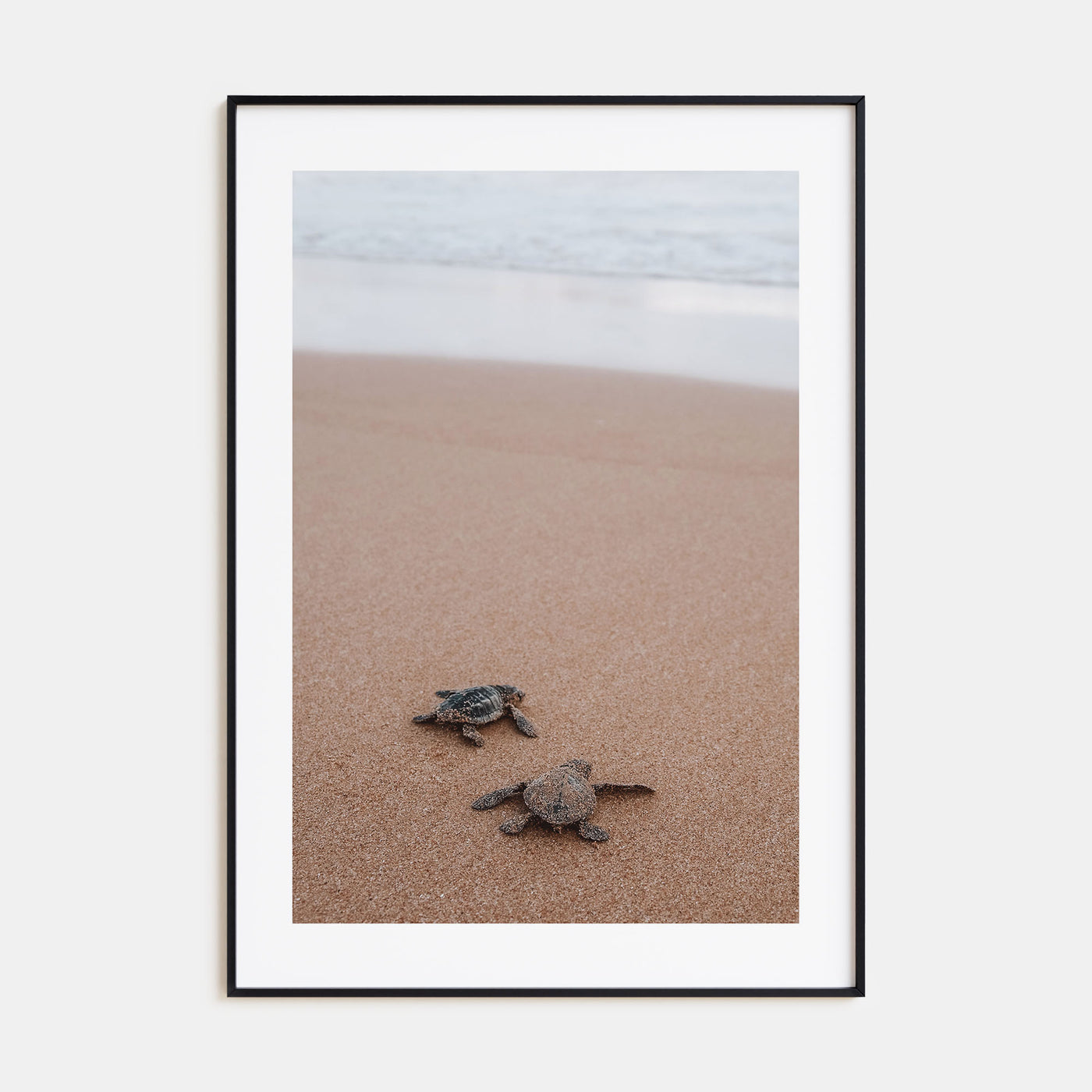 Baby Turtles Photo Color No 1 Poster
