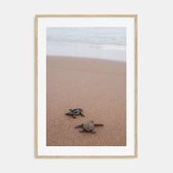 Baby Turtles Photo Color No 1 Poster