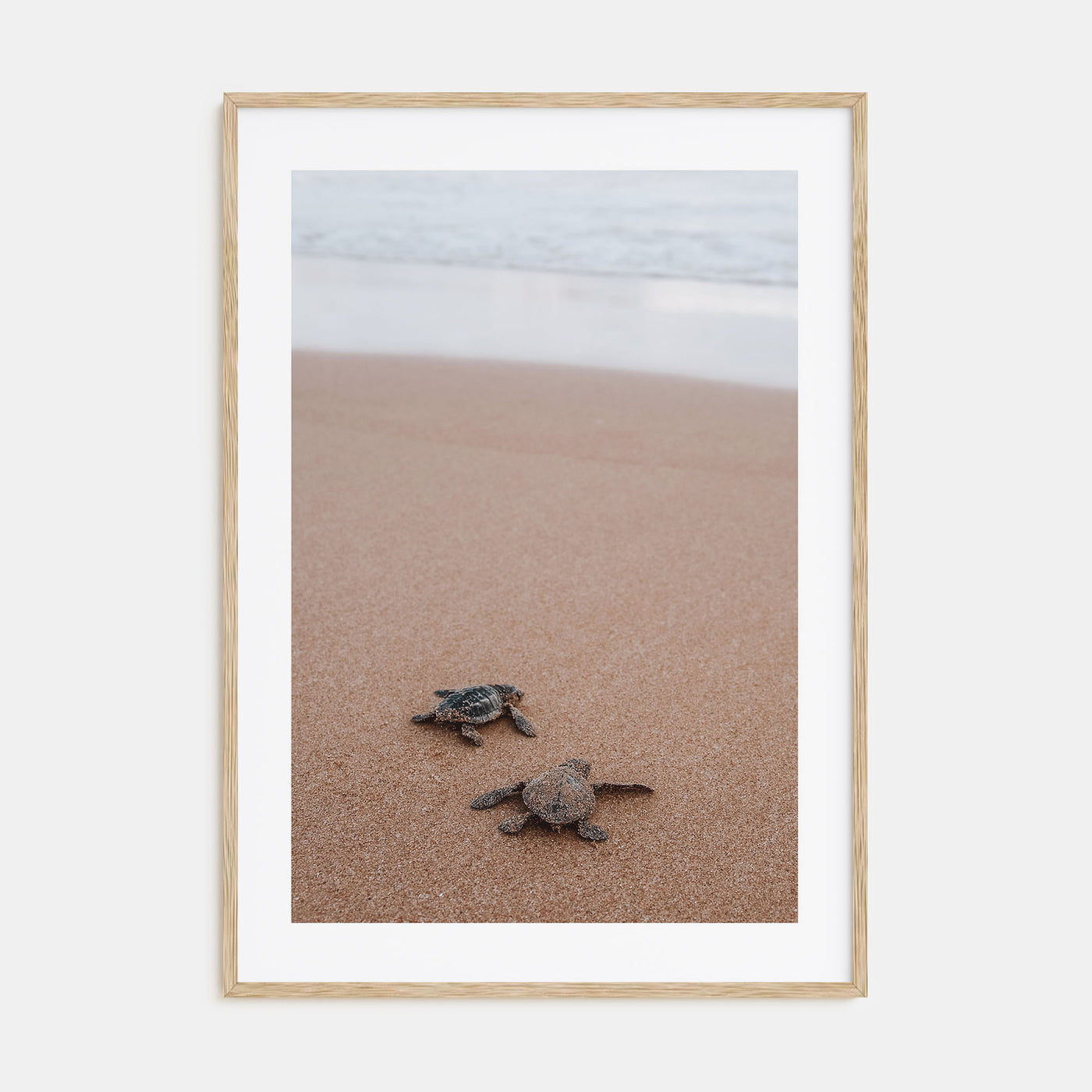 Baby Turtles Photo Color No 1 Poster