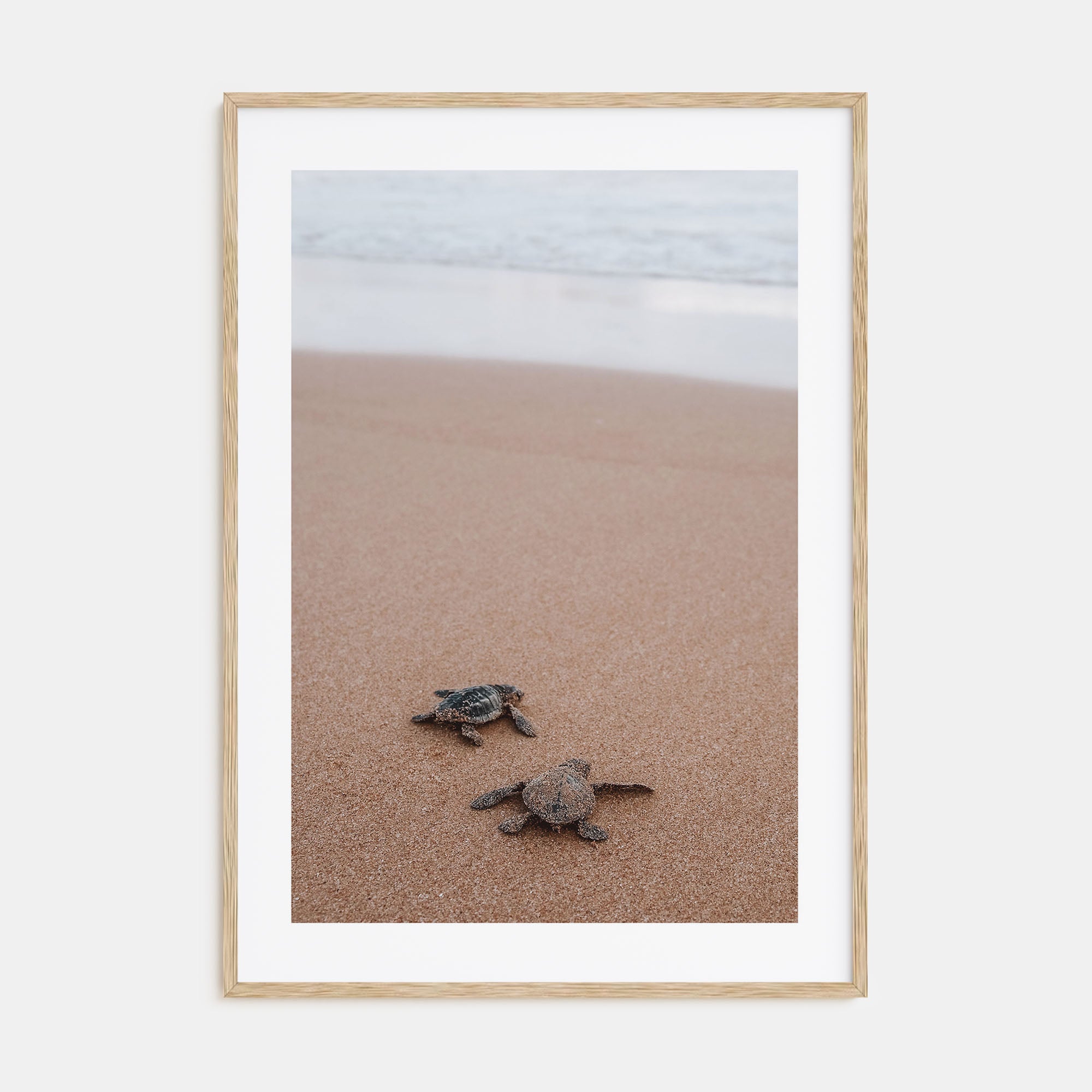 Baby Turtles Photo Color No 1 Poster