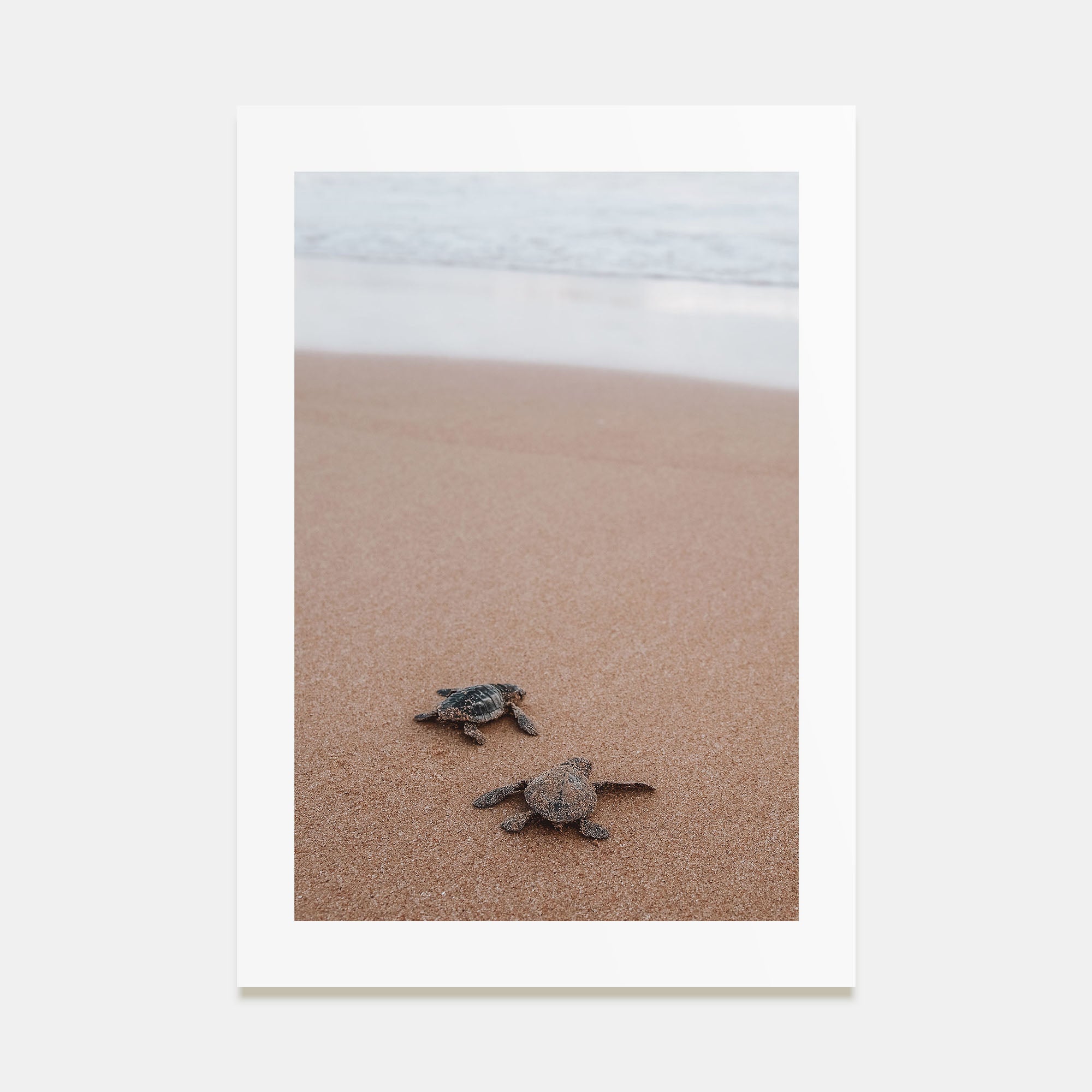 Baby Turtles Photo Color No 1 Poster