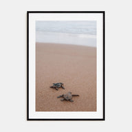 Baby Turtles Photo Color No 1 Poster