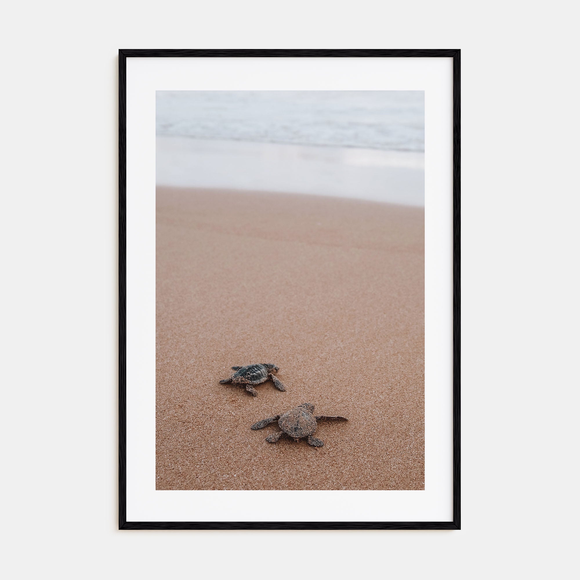 Baby Turtles Photo Color No 1 Poster
