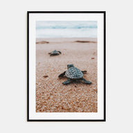 Baby Turtles Photo Color No 2 Poster