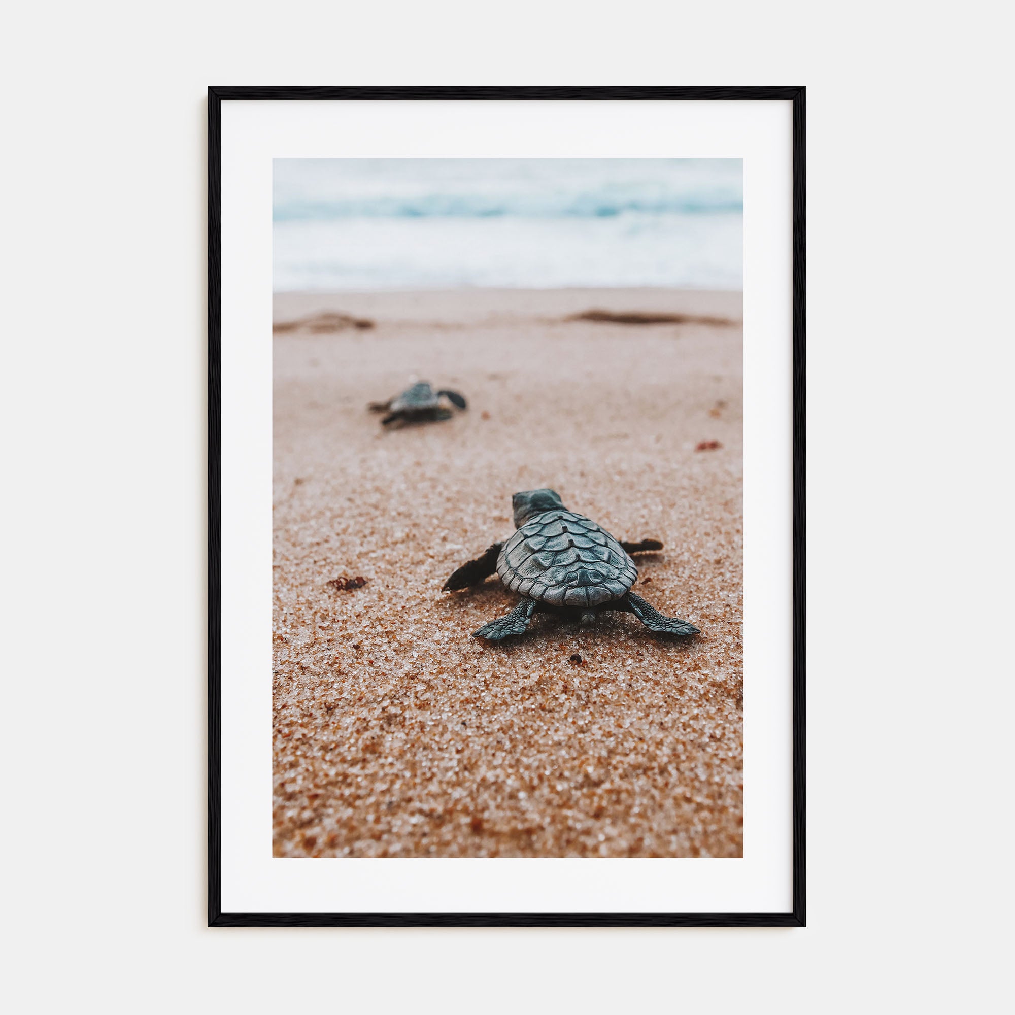 Baby Turtles Photo Color No 2 Poster