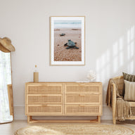 Baby Turtles Photo Color No 2 Poster