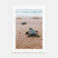 Baby Turtles Photo Color No 2 Poster