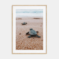 Baby Turtles Photo Color No 2 Poster