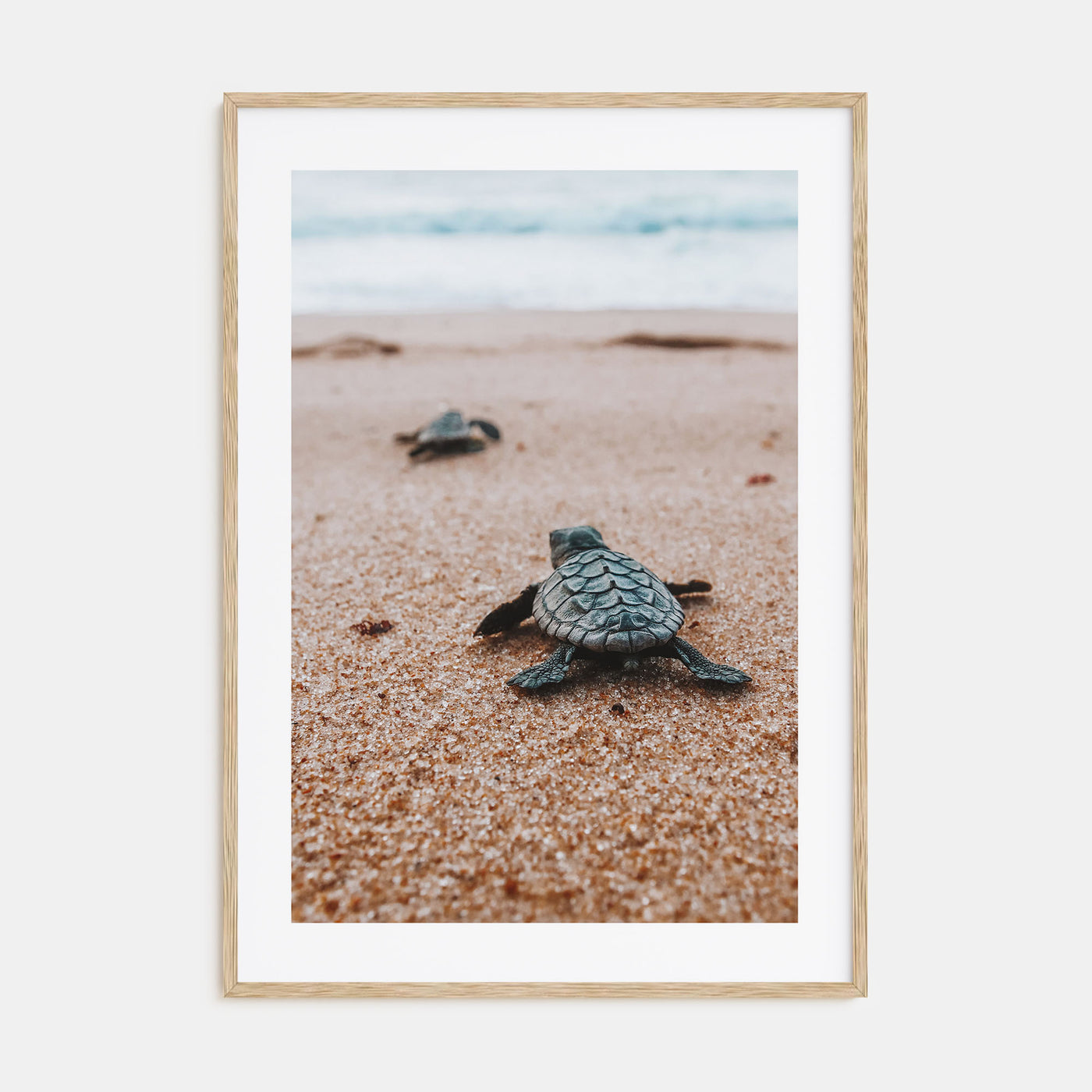 Baby Turtles Photo Color No 2 Poster