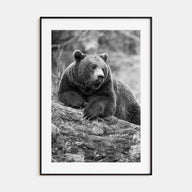 Bear Photo B&W No 1 Poster