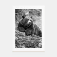 Bear Photo B&W No 1 Poster
