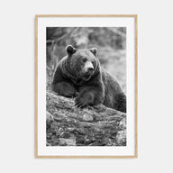 Bear Photo B&W No 1 Poster