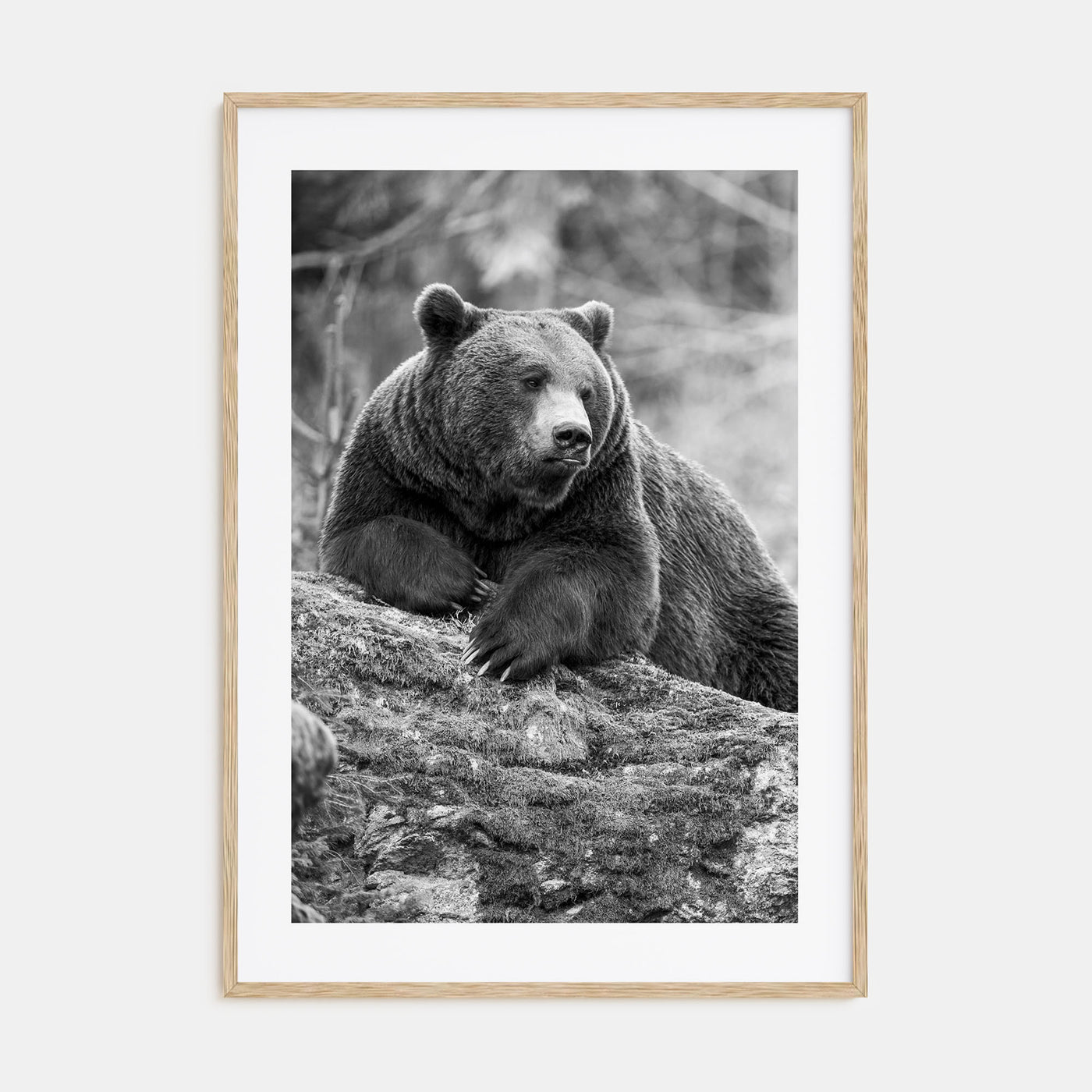 Bear Photo B&W No 1 Poster