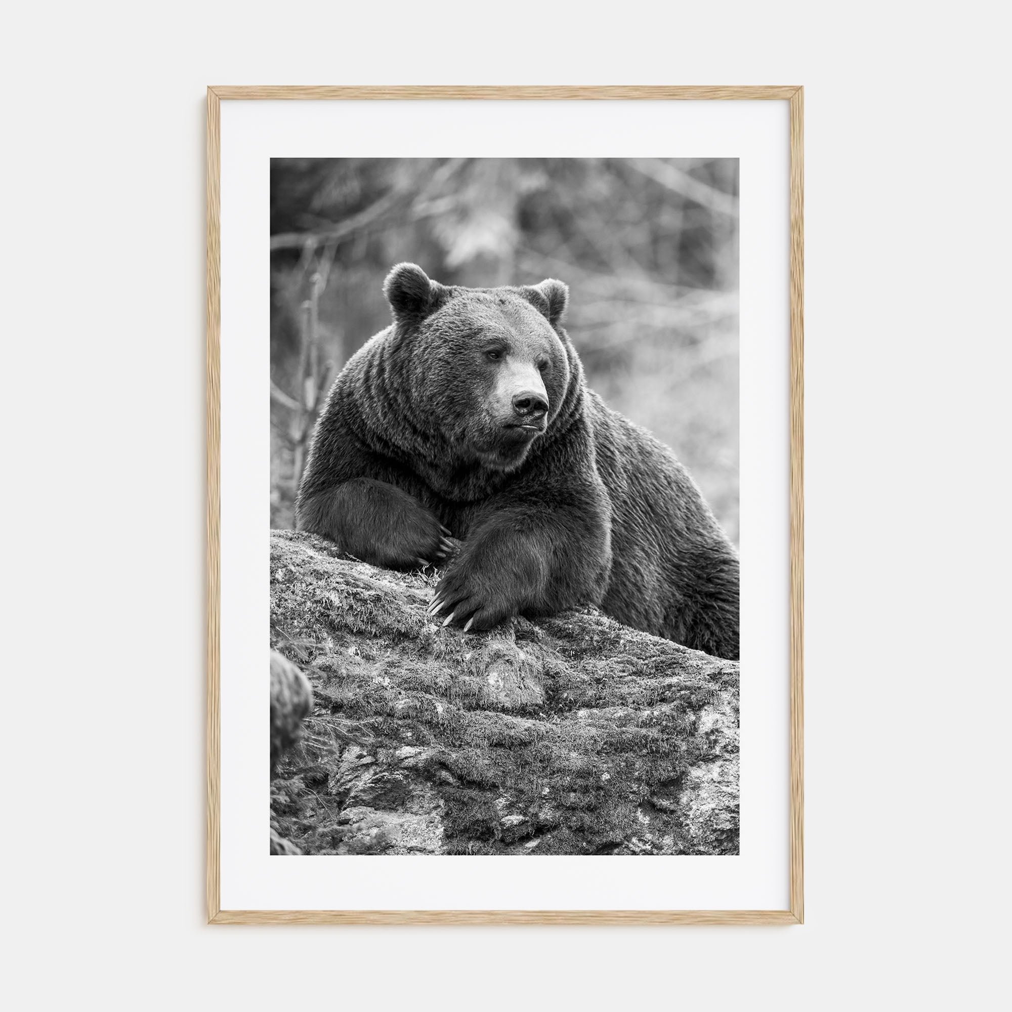 Bear Photo B&W No 1 Poster