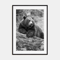 Bear Photo B&W No 1 Poster