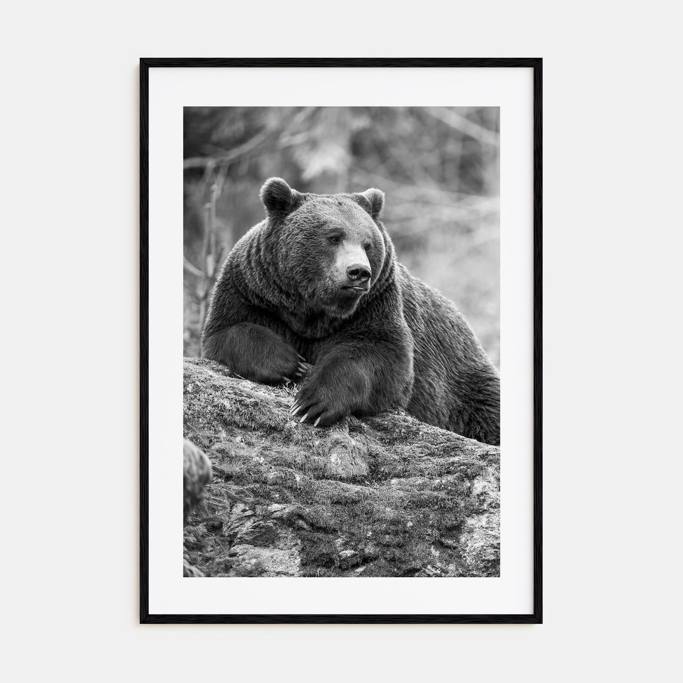 Bear Photo B&W No 1 Poster
