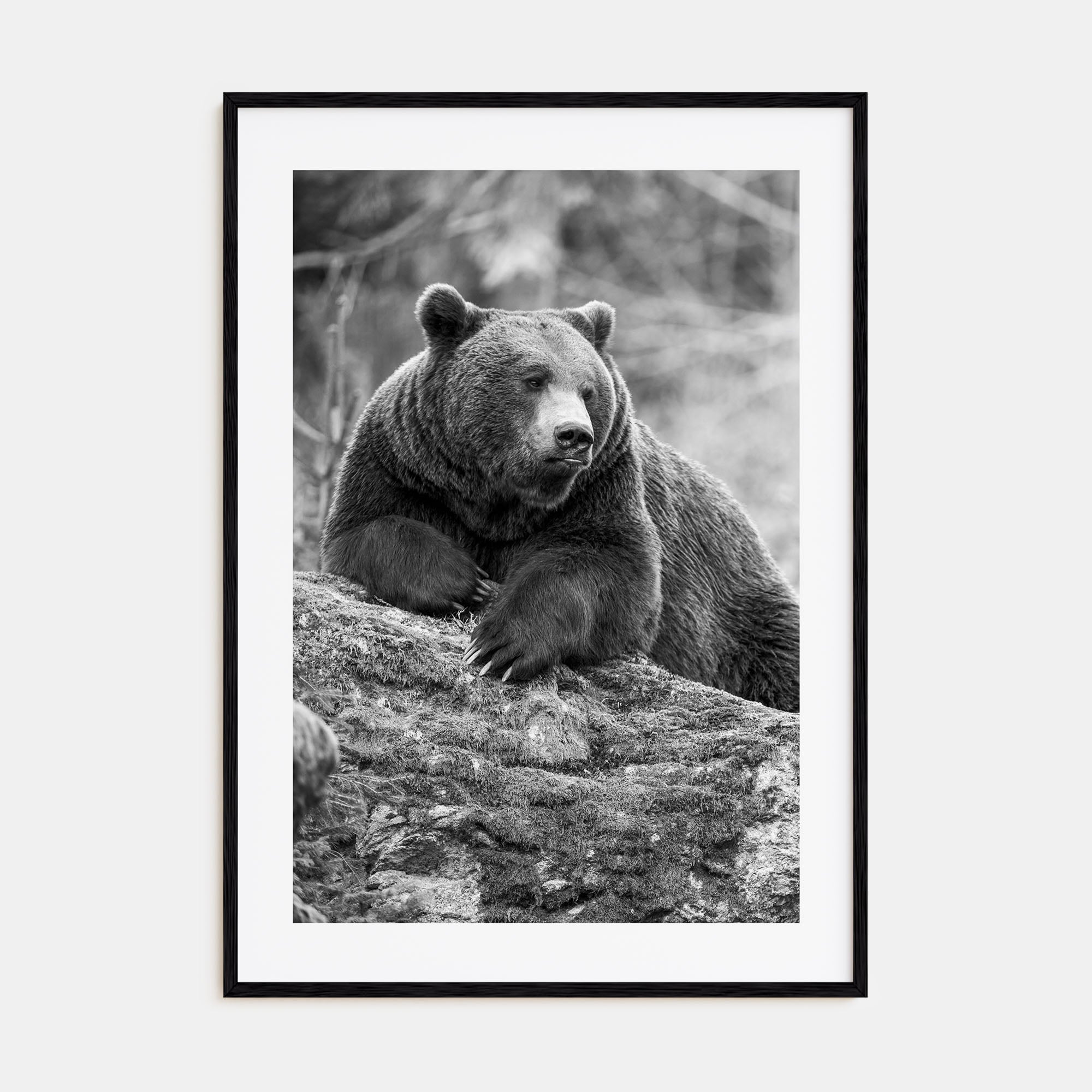 Bear Photo B&W No 1 Poster