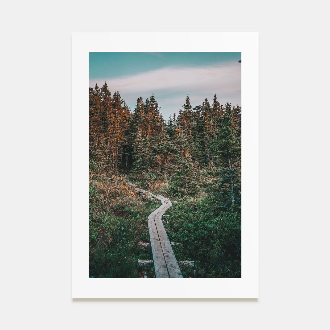 Beautiful Forest Trail Photo Color Poster