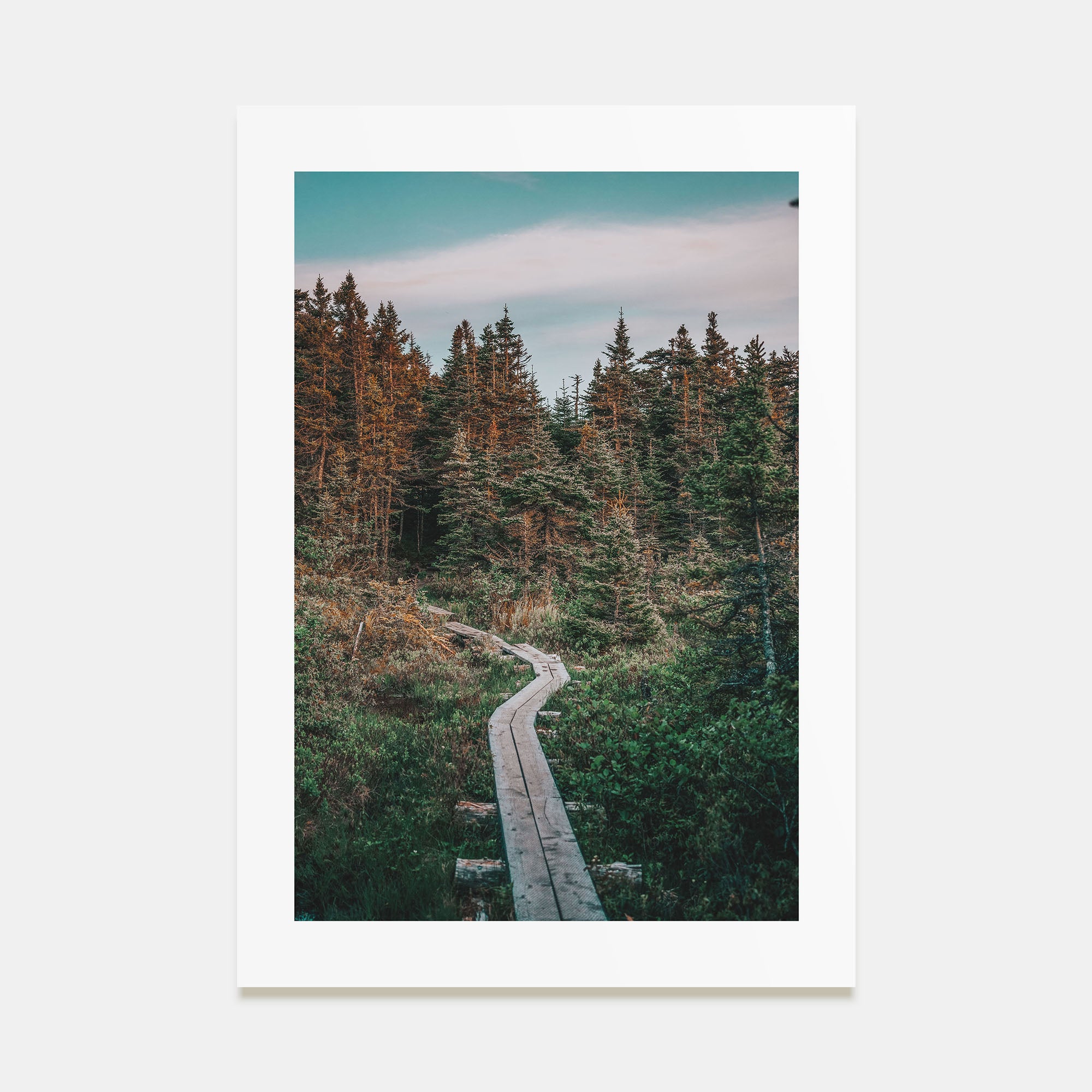 Beautiful Forest Trail Photo Color Poster