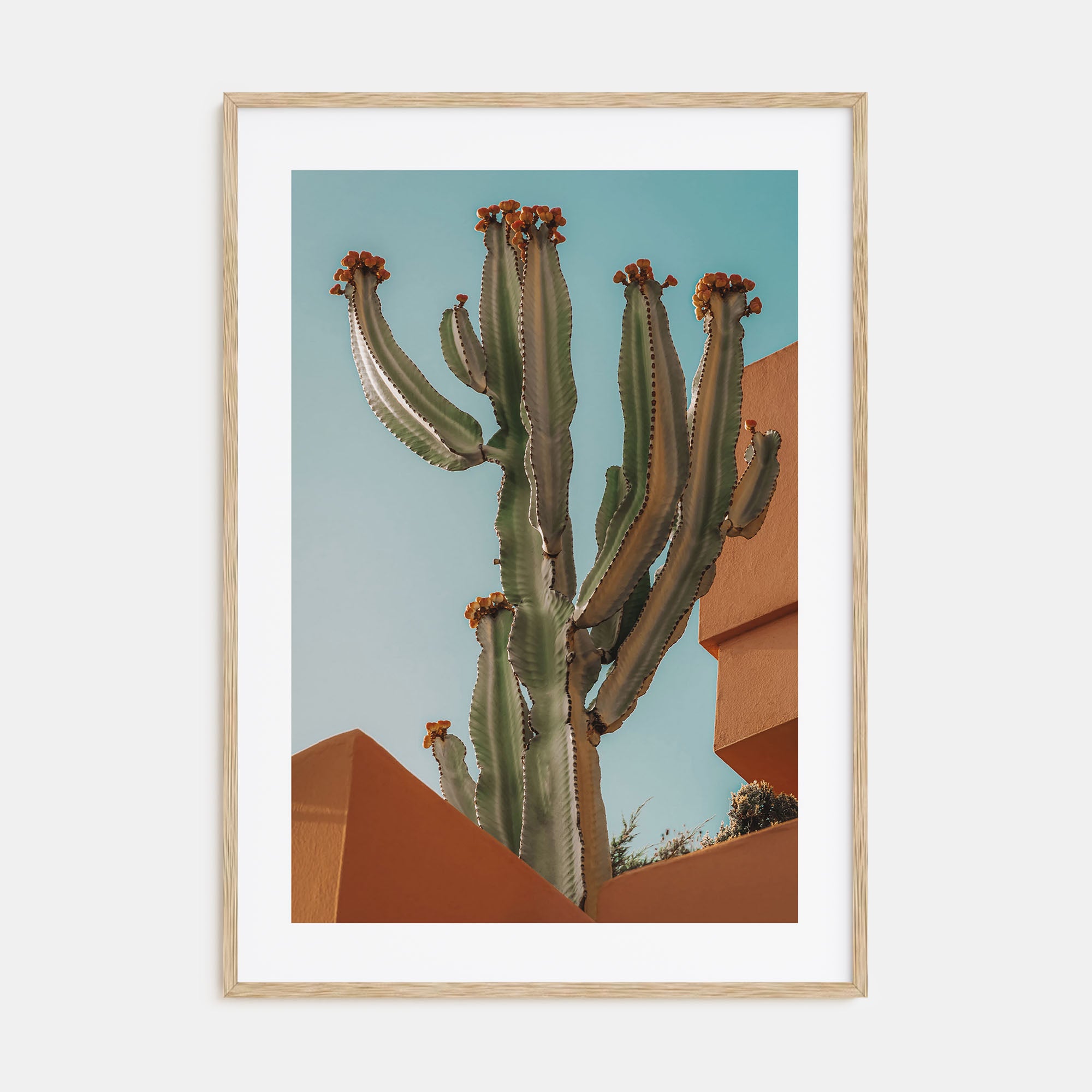 Blooming Cactus Sandy Walls Photo Color Poster