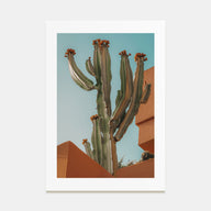 Blooming Cactus Sandy Walls Photo Color Poster