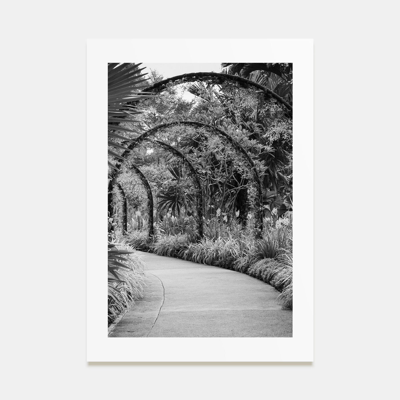 Botanical Garden Photo B&W No 2 Poster