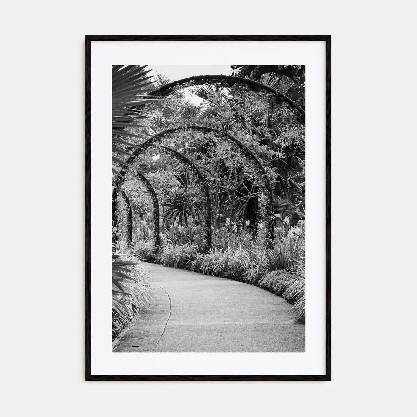 Botanical Garden Photo B&W No 2 Poster