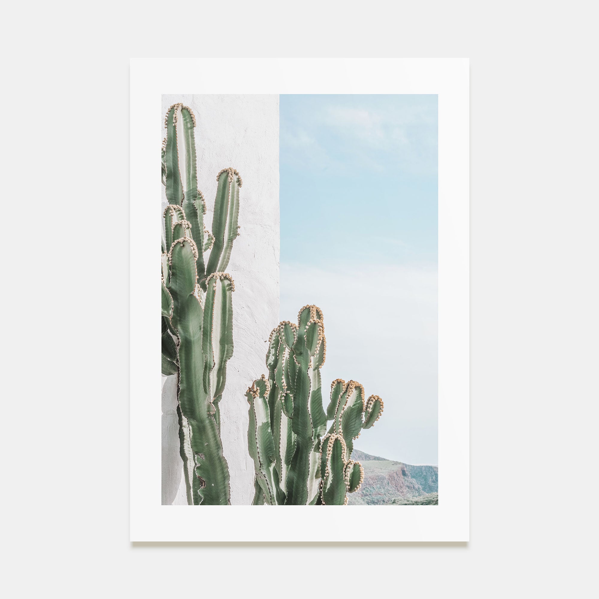 Cactus Photo Color No 1 Poster