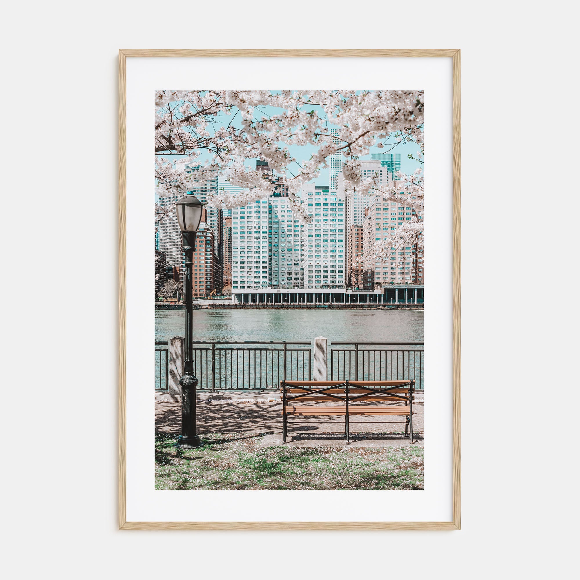 Cherry Blossoms Photo Color No 1 Poster