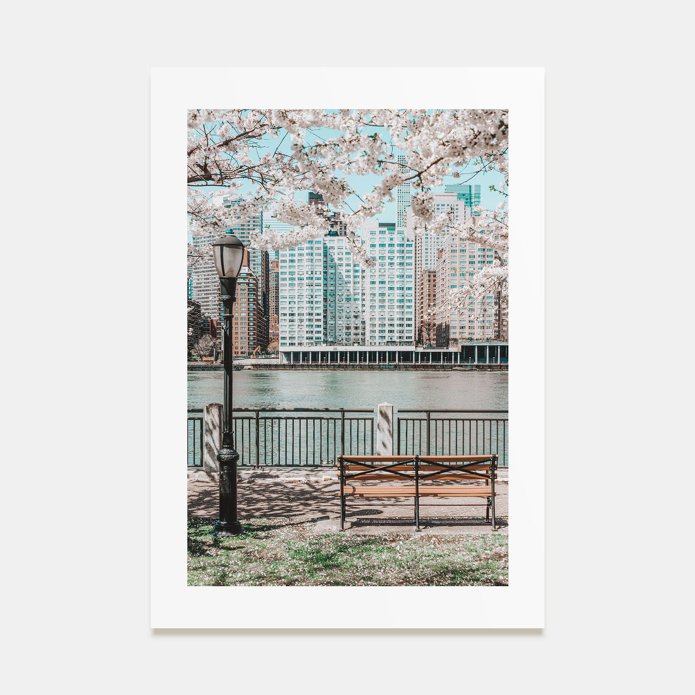 Cherry Blossoms Photo Color No 1 Poster