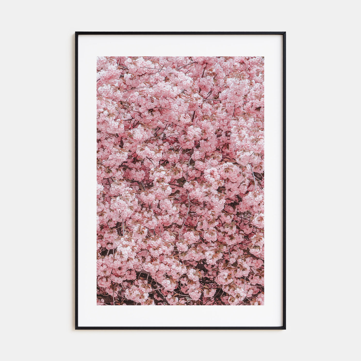 Cherry Blossoms Photo Color No 2 Poster