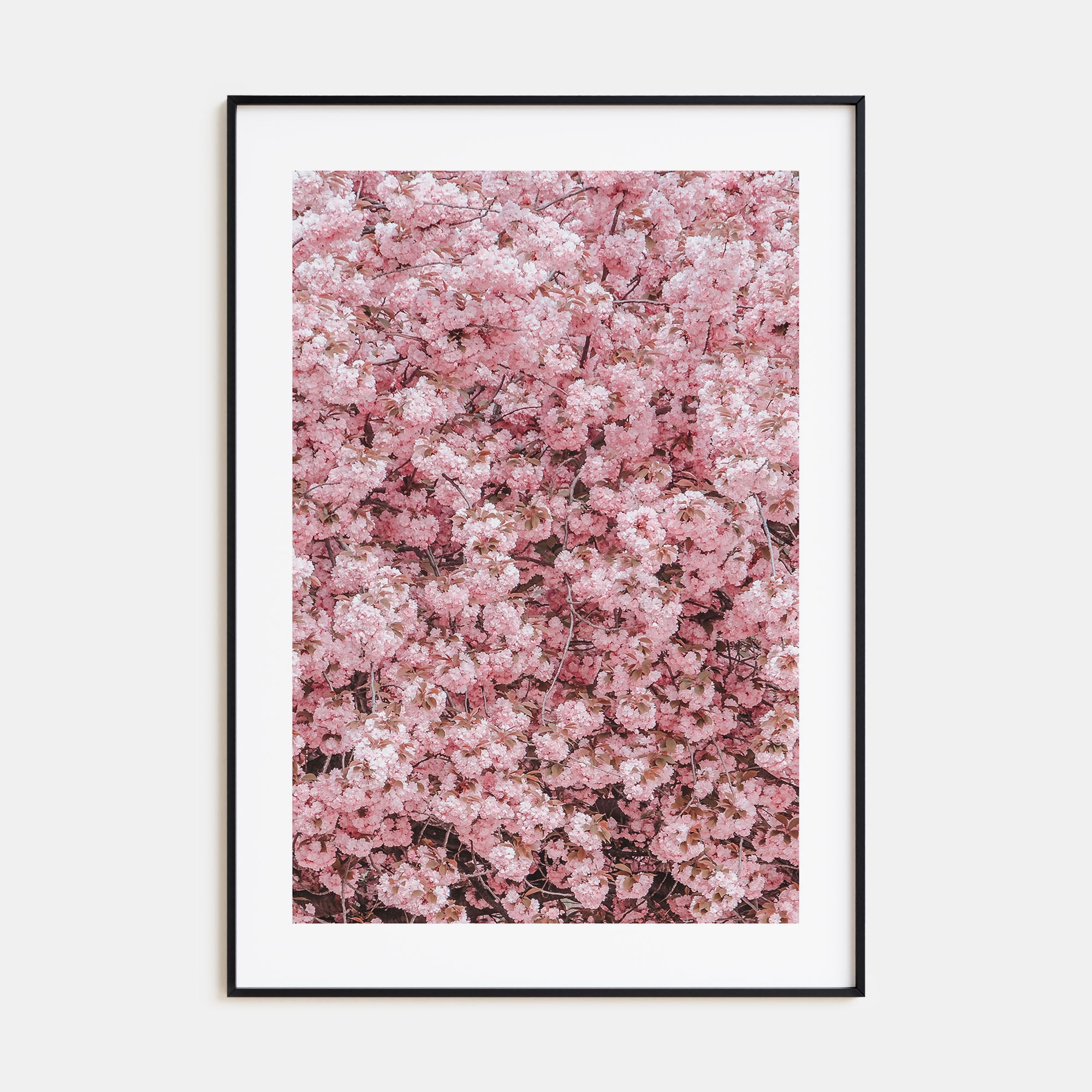 Cherry Blossoms Photo Color No 2 Poster