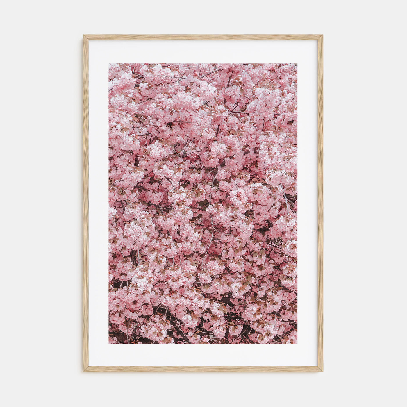 Cherry Blossoms Photo Color No 2 Poster