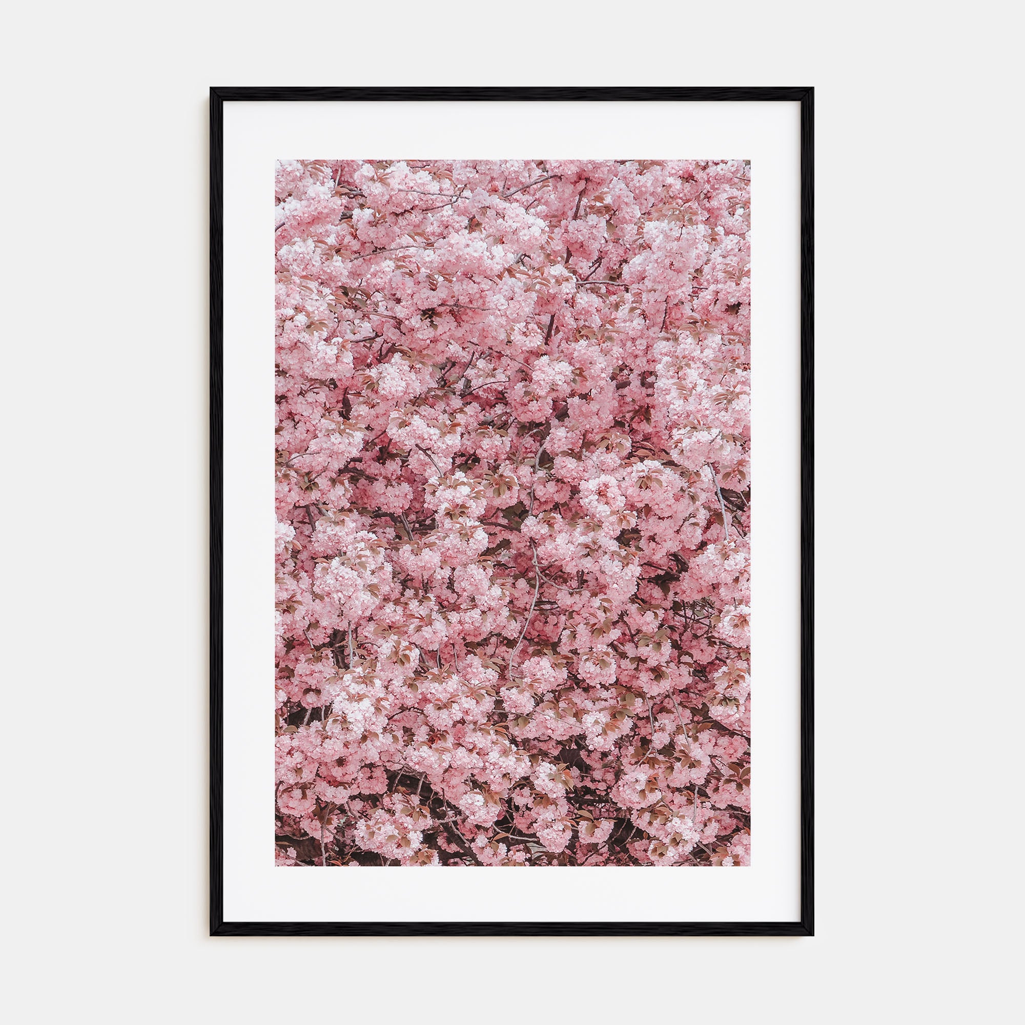 Cherry Blossoms Photo Color No 2 Poster
