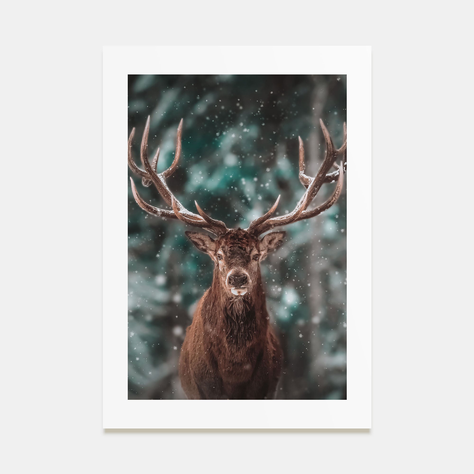 Deer Photo Color No 2 Poster