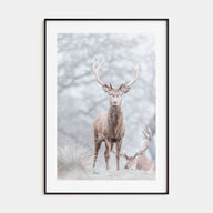 Deer Photo Color No 3 Poster