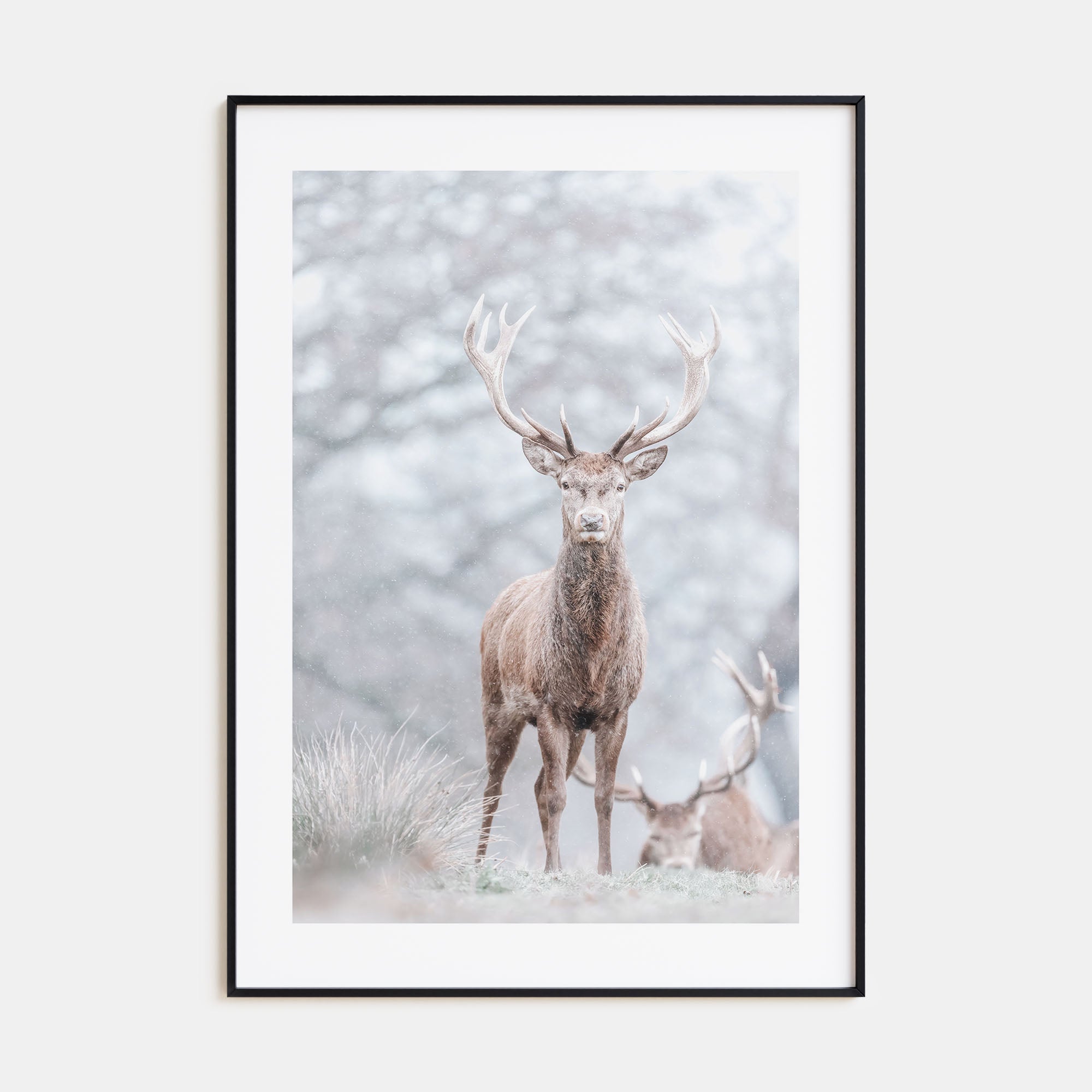 Deer Photo Color No 3 Poster