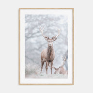 Deer Photo Color No 3 Poster